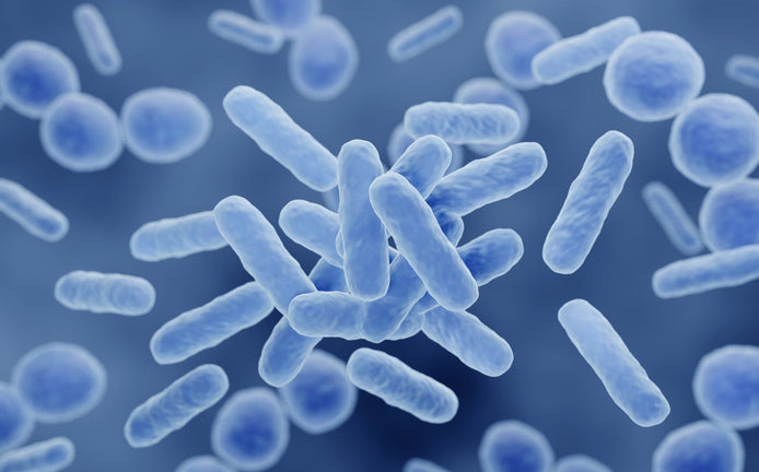 Illustration de bactéries représentant le microbiote