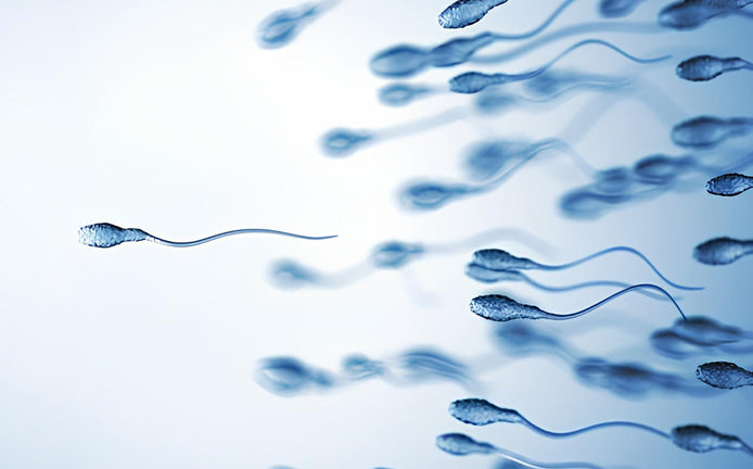 Spermatozoïdes qui se déplacent vers un ovule